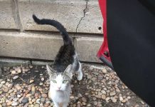 Family Kicks Pregnant Cat Out Of House Because They Got Dogs