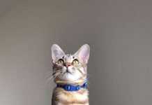 Hero Cat Comes To The Rescue After Owner Gets Locked Outside