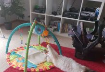 Cat Has No Idea That This Fun New Toy Isn’t For Her