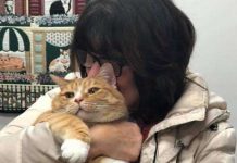 Cat Is Returned To Shelter By Family For Being ‘Too Cuddly’