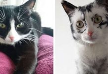 Cat With Rare Condition Changes Colors In Front Of Her Owner’s Eyes