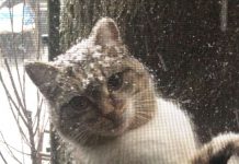 Stray Cat Shows Up Outside Guy’s Window In Polar Vortex