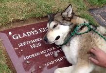 Service Wolf Dog Can’t Stop Sobbing At The Grave Of His Late Owner: ‘Forever Grateful’ – Video