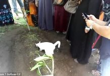 Mysterious Cat Appears During Man’s Funeral. His Strange Behavior Leaves Everyone Scratching Their Heads
