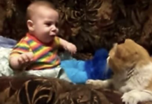 Mom Couldn’t Get Baby To Sleep, Then Family Cat Steps In And Hilariously Handle It In No Time