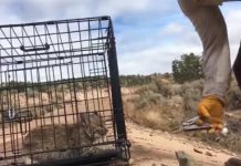 Wildlife Officer Tries To Set Little Bobcat Kitten Free. Feline’s Comeback Is Stealing Hearts Everywhere