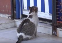 Stray Cat Cries For Help Outside Animal Shelter. Then Staff Notices Something Seriously Wrong