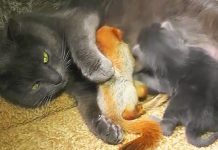 Mom Cat Feeds Her ”Kittens”, Lifts Her Paw And Shows What’s Underneath