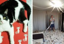 Man Covers Room With Toilet Paper: Now Watch The Cat’s Reaction When She’s Let Loose In It