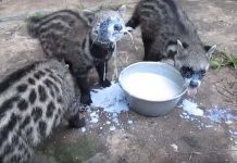 African Civet Cats Hilariously Don’t Know How To Drink Milk