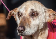 Senior Dog Dropped At Vet To Be Euthanized. One Look Into His Eyes, The Vet Stops In His Tracks