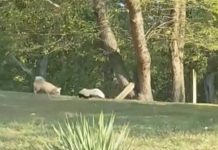 Dog Escapes Yard To Play With Skunk He Befriended
