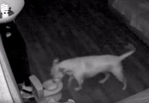 Clever Dog Caught On Camera Using Toddler’s Training Potty