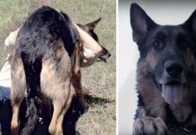 Heroic Stray Dog Saves Dying Woman From Car Crash – Drags Her More Than 100 Feet To Get Help