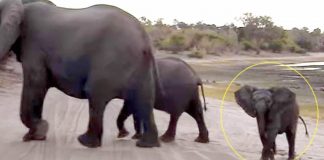 Baby Elephant Sneezes In Front Of Tourists – His Hilarious Reaction Leaves Them In Stitches