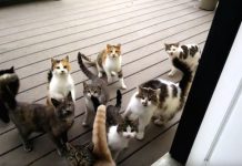 Loud ‘Herd of Cats’ Greets Farmer Every Morning At His Door