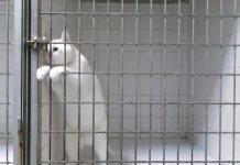 Vets Didn’t Know How A Cat Kept Escaping, So They Set Up A Camera And Busted Him In The Act
