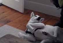 Husky Figures Out That It’s Time To Go Into His Crate, Throws Hilarious Tantrum