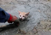 Kitten Stuck In The Mud Almost Give Up – Until A Quick Thinking Man Showed Up And Saved Its Life