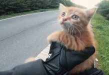 Motorcyclist Acts Quickly And Saves Scared Kitten From Middle Of The Road