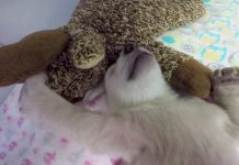 Polar Bear Cub Snoring And Cuddling With Teddy Bear Is Heart Melting