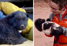 Explorers Discover Tiny Puppy Dumped In The Middle Of The Desert – Take Him On Epic Road Trip