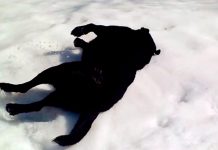 They Take Their Dog Outside But He Immediately Falls In The Snow. Now No One Can Stop Laughing At His New ‘Trick’