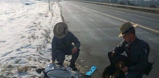 Truck Driver Slams The Brakes When He Spots It On The Roadside. Now The Police Are Begging For Help