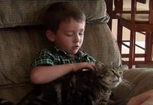 4-year-old Is Attacked By Agressive Dog Only For The Family Cat To Rush In To Rescue Him