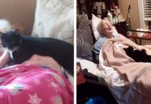 Devoted Cat Refuses To Leave Bedside Of Dying Grandma – Brings Her Gifts To Make Her Feel Better