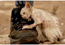 Everyone Was Told Not To Touch This Cat Because It’s “Ugly” – But Then One Man Didn’t Listen