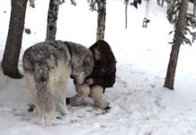 Giant Wolf Cuddles With His Favorite Person