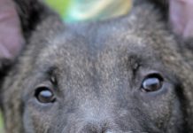 Rejected No Longer: Snuffles The Dog With The Unique Nose Finally Finds A Loving Forever Home!