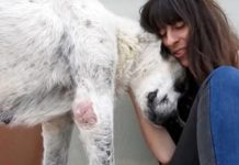 Sick And Exhausted Senior Dog Walked Into An Office And Laid Down. Now She’s Finally Ready For A Home