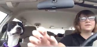 Dog Quietly Rides In The Car — But When Favorite Song Comes On Radio, The Internet Is Dying Of Laughter