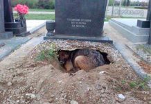 The True Story Behind The Viral Photo Of Dog Sleeping In A Cemetery