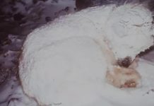 Rescuers Rush To Save Dog Freezing In The Snow – Find Out He’s Protecting Little Boy After His Mom Abandoned Him