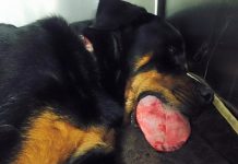 Grief-Stricken Dog Owner Warns Other Pet Parents Of Dog Toy Danger