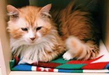 Cat Walks 12 Miles Back To Family — Who Then Asks Shelter To Euthanize Him