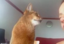 This Sweet Cat Loves Getting Kisses From His Human. How He Asks For Cuddles Is Irresistible!