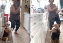 Funny Beagle Loves Dancing To Reggeaton With Grandma