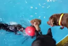 What This Dog Does Whenever She’s In The Pool Is HILARIOUS! You Have To See This To Believe It!