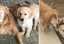 Blind Senior Dog Gets His Own ‘Seeing-eye’ Puppy Who Helps Lead Him Through Life