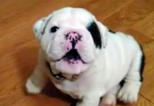 Adorable Bulldog Pup Is Told To Be Quiet, Now Watch Him Throw The Cutest Tantrum Ever
