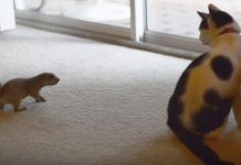 They Introduce Their Cat To Baby Prairie Dog, Now Watch What Occurs When They Hit Record
