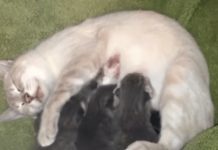 Mama Cat Adopts Poor Homeless Babies But Look Closely, Because Those Aren’t Kittens