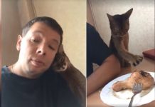 Sneaky Cat Tries To Steal Chicken Drumstick From Its Owner – His Hilarious Attempt Has Entire Internet In Stitches