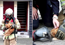 Firefighters Pull Unconscious Cat Out Of Blazing Building, Bring Him To Life In Heart-stopping Footage