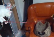 These Two Cats Have Figured Out How To Entertain Themselves