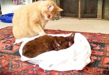 Heartbroken Cat Lost His Friend To Cancer – Refuses To Leave His Side And Tries To Revive Him